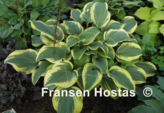 Hosta Mount Everest